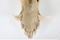 Skull Boar - Sus scrofa 0129